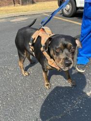 Shelter Stray Female Dog last seen Near BLOCK N I-35 SERVICE RD, OKLAHOMA CITY OK 73131, 2811 SE 29th St, Oklahoma City, OK 73129, USA