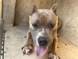 Shelter Stray Female Dog last seen Near BLOCK TINKER DIAGONAL BLDG 411 UNIT 48, OKLAHOMA CITY OK 73129, 2811 SE 29th St, Oklahoma City, OK 73129, USA