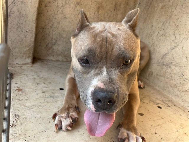 Shelter Stray Female Dog last seen Near BLOCK TINKER DIAGONAL BLDG 411 UNIT 48, OKLAHOMA CITY OK 73129, 2811 SE 29th St, Oklahoma City, OK 73129, USA