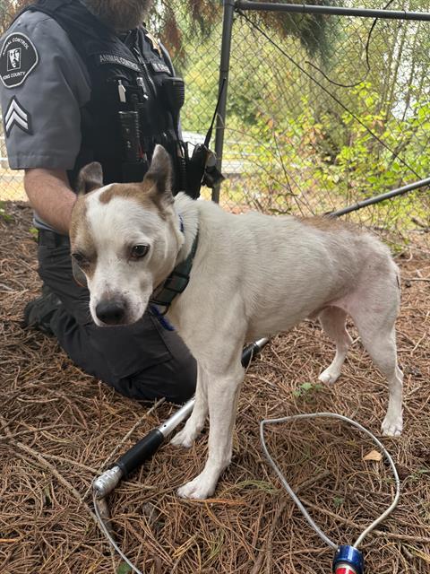 Shelter Stray Male Dog last seen Near BLOCK S 142ND ST, SEATAC WA 98168, 21615 64th Ave S, Kent, WA 98032, USA
