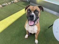 Shelter Stray Male Dog last seen 29TH AVE AND NORTHERN AVE, 2500 S 27th Ave, Phoenix, AZ 85009, USA
