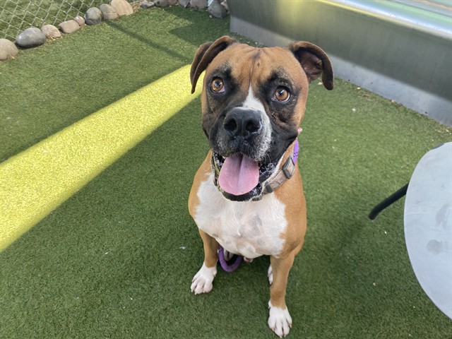 Shelter Stray Male Dog last seen 29TH AVE AND NORTHERN AVE, 2500 S 27th Ave, Phoenix, AZ 85009, USA