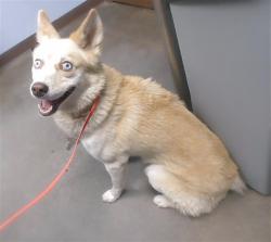 Shelter Stray Male Dog last seen 7TH AVE AND BROADWAY RD, 2500 S 27th Ave, Phoenix, AZ 85009, USA