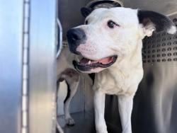 Shelter Stray Male Dog last seen W INDIAN SCHOOL RD AND N 51ST AVE, 2500 S 27th Ave, Phoenix, AZ 85009, USA