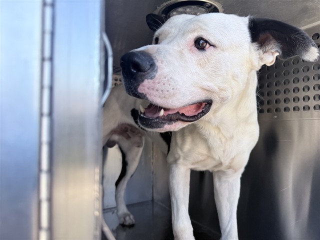 Shelter Stray Male Dog last seen W INDIAN SCHOOL RD AND N 51ST AVE, 2500 S 27th Ave, Phoenix, AZ 85009, USA