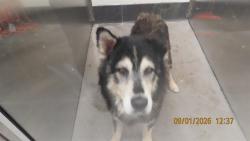 Shelter Stray Male Dog last seen 59TH AND BETHANY HOME BONSAI PARK, 5501 E Van Buren St, Phoenix, AZ 85008, USA