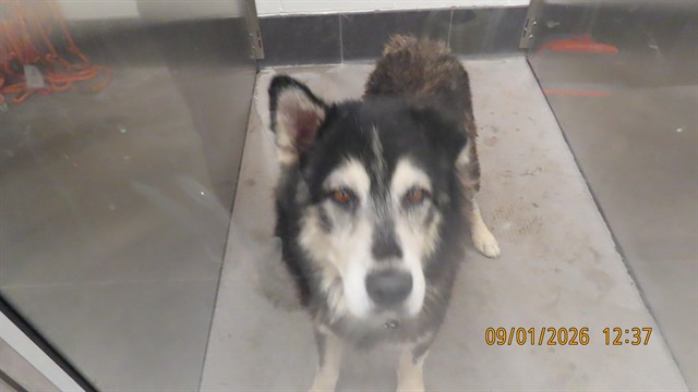 Shelter Stray Male Dog last seen 59TH AND BETHANY HOME BONSAI PARK, 5501 E Van Buren St, Phoenix, AZ 85008, USA