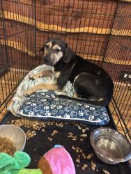 Found/Stray Male Dog last seen WestPark, Houston, TX 77036