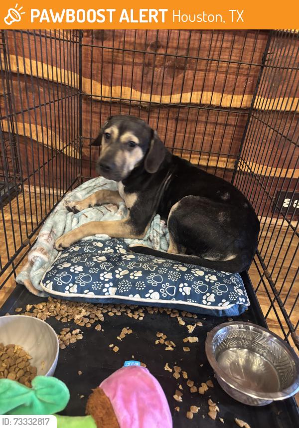 Found/Stray Male Dog last seen WestPark, Houston, TX 77036