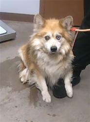 Shelter Stray Male Dog last seen 7TH AVE AND BROADWAY RD, 2500 S 27th Ave, Phoenix, AZ 85009, USA