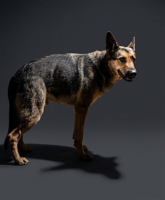 Shelter Stray Male Dog last seen Near BLOCK NEW KINGS RD, 2020 Forest St, Jacksonville, FL 32204, USA