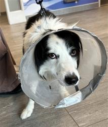 Shelter Stray Male Dog last seen Near BLOCK S NEWPORT ST, CENTENNIAL CO 80112 1100, 2080 S Quebec St, Denver, CO 80231, USA