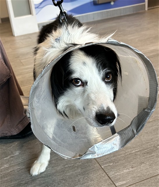 Shelter Stray Male Dog last seen Near BLOCK S NEWPORT ST, CENTENNIAL CO 80112 1100, 2080 S Quebec St, Denver, CO 80231, USA
