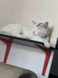Reunited Female Cat last seen Near S 100 E, Bountiful, UT 84010