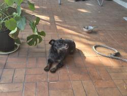 Shelter Stray Male Dog last seen Near BLOCK NW 44 CT, LAUDERHILL FL 33319, 2400 SW 42nd St, Fort Lauderdale, FL 33312, USA