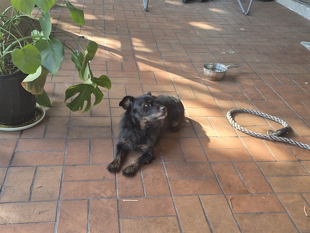 Shelter Stray Male Dog last seen Near BLOCK NW 44 CT, LAUDERHILL FL 33319, 2400 SW 42nd St, Fort Lauderdale, FL 33312, USA