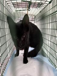 Shelter Stray Unknown Cat last seen NORTH GROVE ST, EUSTIS, 12280 County Rd 448, Tavares, FL 32778, USA