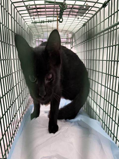 Shelter Stray Unknown Cat last seen NORTH GROVE ST, EUSTIS, 12280 County Rd 448, Tavares, FL 32778, USA