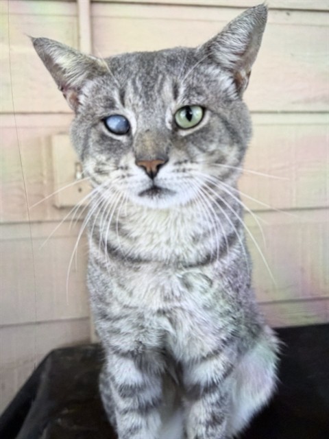 Shelter Stray Male Cat last seen S MAIN AVE, GROVELAND, 12280 County Rd 448, Tavares, FL 32778, USA
