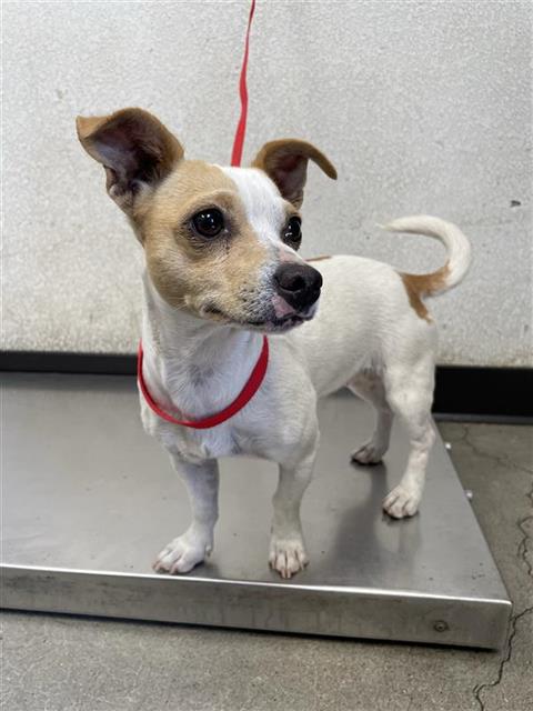 Shelter Stray Female Dog last seen Near BLOCK W LORENA AVE FRESNO, CA 93706, 5277 E Airways Blvd, Fresno, CA 93727, USA