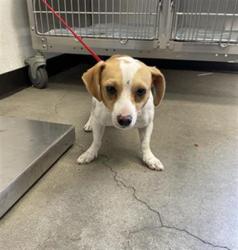 Shelter Stray Male Dog last seen Near BLOCK W LORENA AVE FRESNO, CA 93706, 5277 E Airways Blvd, Fresno, CA 93727, USA