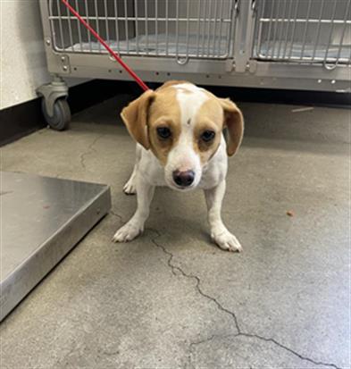 Shelter Stray Male Dog last seen Near BLOCK W LORENA AVE FRESNO, CA 93706, 5277 E Airways Blvd, Fresno, CA 93727, USA