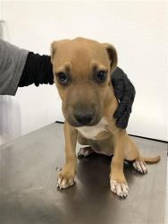 Shelter Stray Female Dog last seen Near BLOCK W GROVE AVE, FRESNO CA 93706 4715, 5277 E Airways Blvd, Fresno, CA 93727, USA