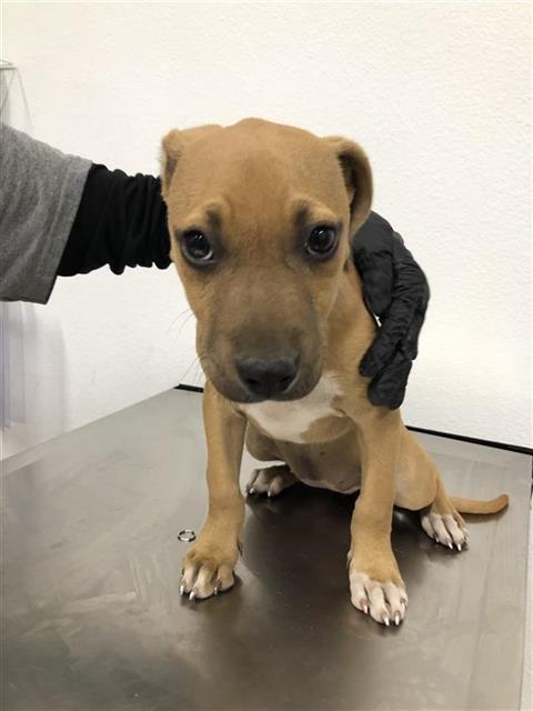 Shelter Stray Female Dog last seen Near BLOCK W GROVE AVE, FRESNO CA 93706 4715, 5277 E Airways Blvd, Fresno, CA 93727, USA