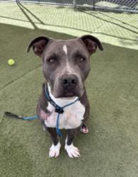 Shelter Stray Male Dog last seen , 11361 W Pico Blvd, Los Angeles, CA 90064, USA