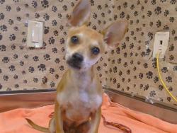 Shelter Stray Male Dog last seen FLORIN RD/STOCKTON BLVD, 95823, 3839 Bradshaw Rd, Sacramento, CA 95827, USA