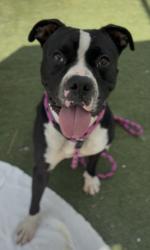 Shelter Stray Male Dog last seen , 11361 W Pico Blvd, Los Angeles, CA 90064, USA