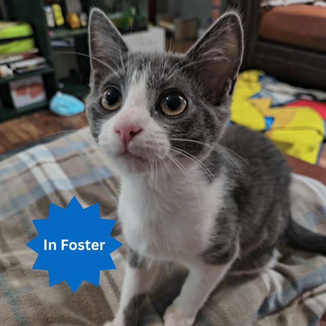 Shelter Stray Female Cat last seen Near, 2600 S Harding St, Indianapolis, IN 46221, USA