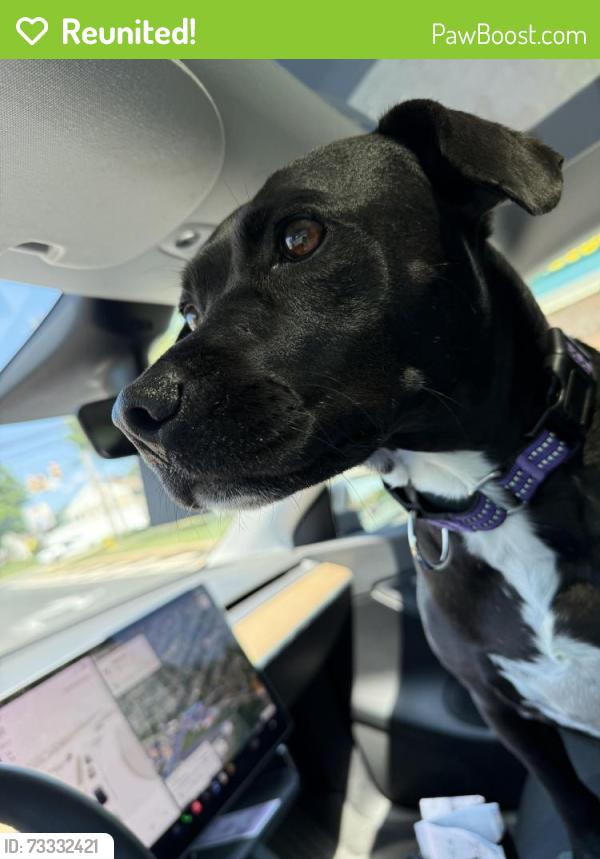 Reunited Female Dog last seen Taft rd and woodland ave, East Norriton Township, PA 19403