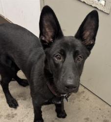 Shelter Stray Male Dog last seen , 4000 N Silverbell Rd, Tucson, AZ 85745, USA