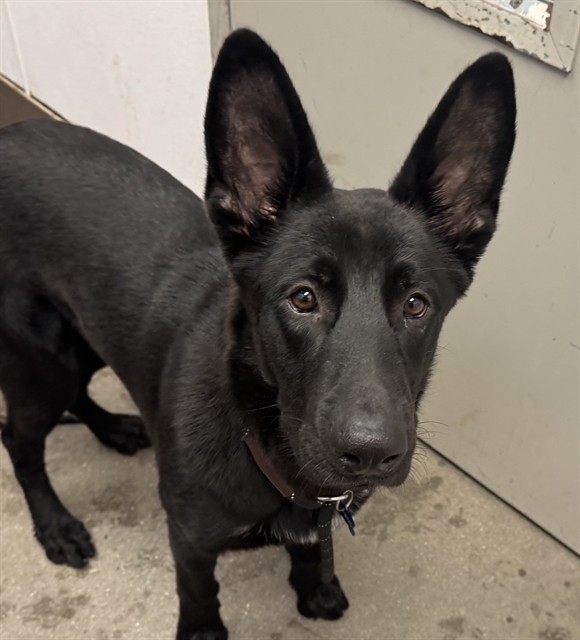 Shelter Stray Male Dog last seen , 4000 N Silverbell Rd, Tucson, AZ 85745, USA