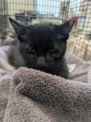 Shelter Stray Male Cat last seen , 4000 N Silverbell Rd, Tucson, AZ 85745, USA