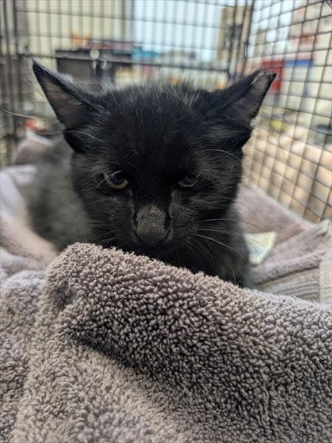 Shelter Stray Male Cat last seen , 4000 N Silverbell Rd, Tucson, AZ 85745, USA