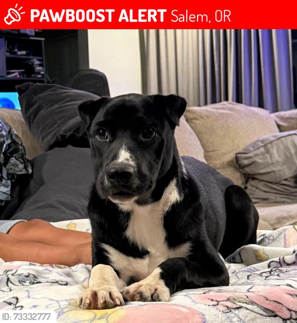 Lost Male Dog last seen Karen street and Alpine street NW Salem Oregon, Salem, OR 97304