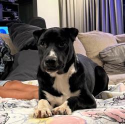 Lost Male Dog last seen Karen street and Alpine street NW Salem Oregon, Salem, OR 97304