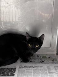 Shelter Stray Female Cat last seen , West Valley Animal Shelter, 20655 Plummer St, Chatsworth, CA 91311, USA
