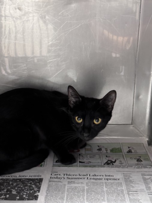 Shelter Stray Female Cat last seen , West Valley Animal Shelter, 20655 Plummer St, Chatsworth, CA 91311, USA