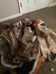 Lost Male Cat last seen Rusche blvd or stone crop st, California City, CA 93505