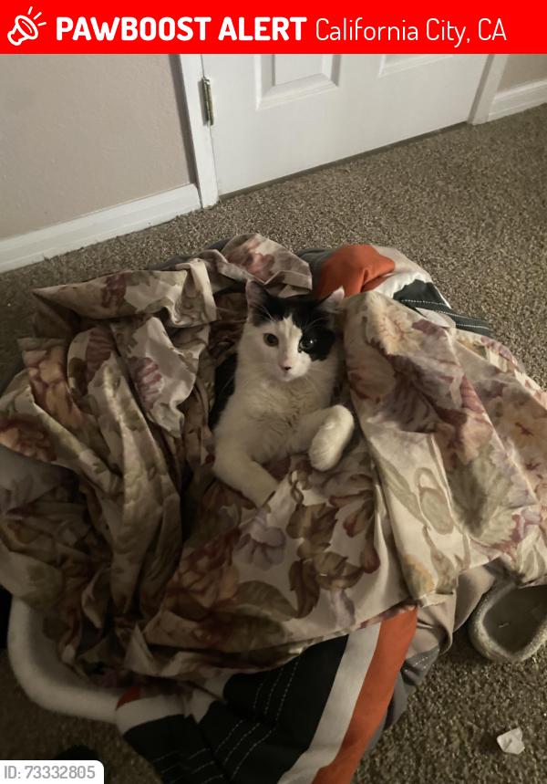 Lost Male Cat last seen Rusche blvd or stone crop st, California City, CA 93505