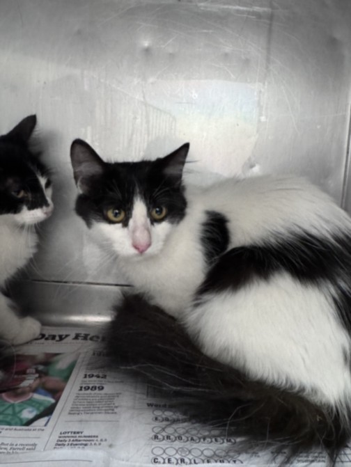 Shelter Stray Female Cat last seen , West Valley Animal Shelter, 20655 Plummer St, Chatsworth, CA 91311, USA