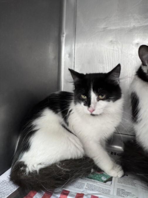 Shelter Stray Female Cat last seen , West Valley Animal Shelter, 20655 Plummer St, Chatsworth, CA 91311, USA