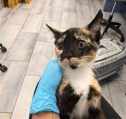 Shelter Stray Female Cat last seen CHARLOTTE, 8315 Byrum Dr, Charlotte, NC 28217, USA