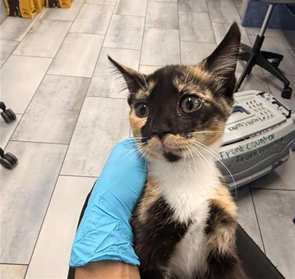 Shelter Stray Female Cat last seen CHARLOTTE, 8315 Byrum Dr, Charlotte, NC 28217, USA