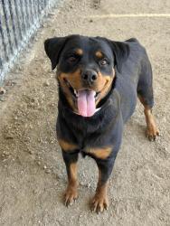 Shelter Stray Female Dog last seen Near BLOCK FOX RD, PERRIS, CA, 6851 Van Buren Boulevard, Jurupa Valley, CA 92509, USA