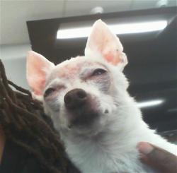 Shelter Stray Female Dog last seen CHARLOTTE, 8315 Byrum Dr, Charlotte, NC 28217, USA