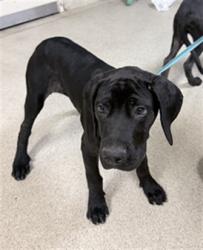 Shelter Stray Male Dog last seen VAN BUREN BLVD AND ARLINGTON, RIVERSIDE, CA, 6851 Van Buren Boulevard, Jurupa Valley, CA 92509, USA